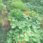 Kitchen garden and the black thumb