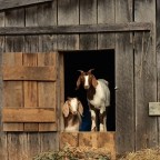 Goats –  Oh boy, now it’s official!