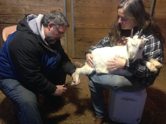 first-time-hoof-trim