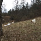 Goat herding – again