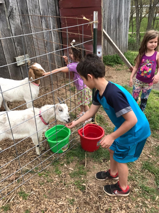 feeding the goats through the fence
