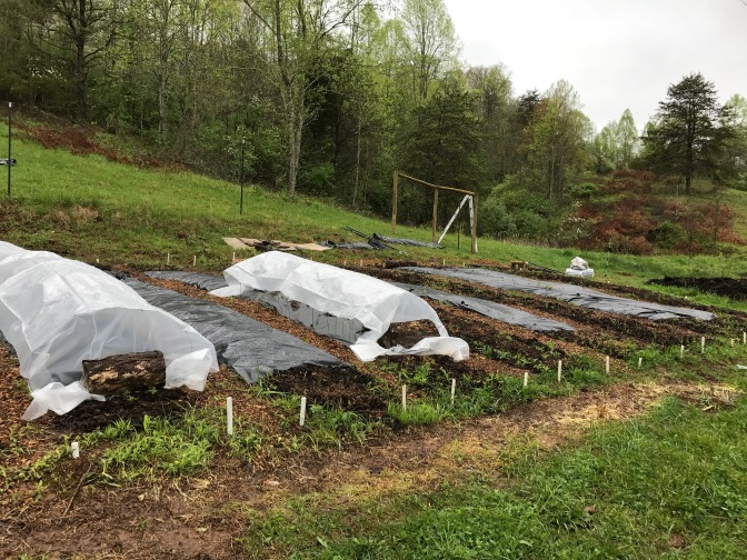 low tunnels and black plastic mulch