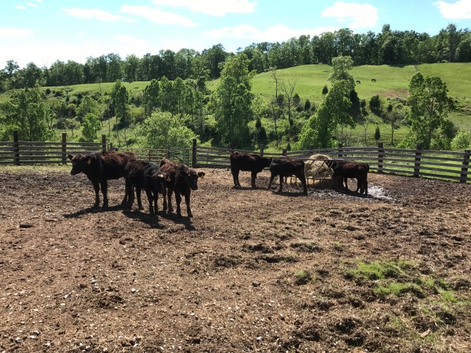 cows feed lot
