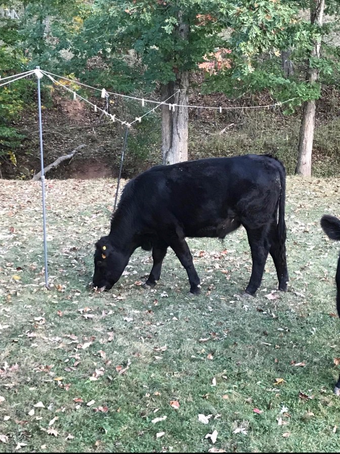cows-in-the-yard.jpg