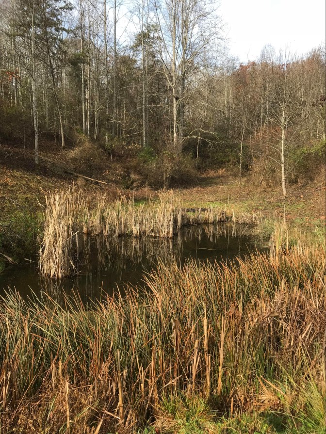 after - behind the pond