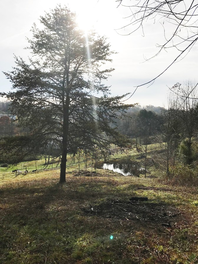 after - pond and pine