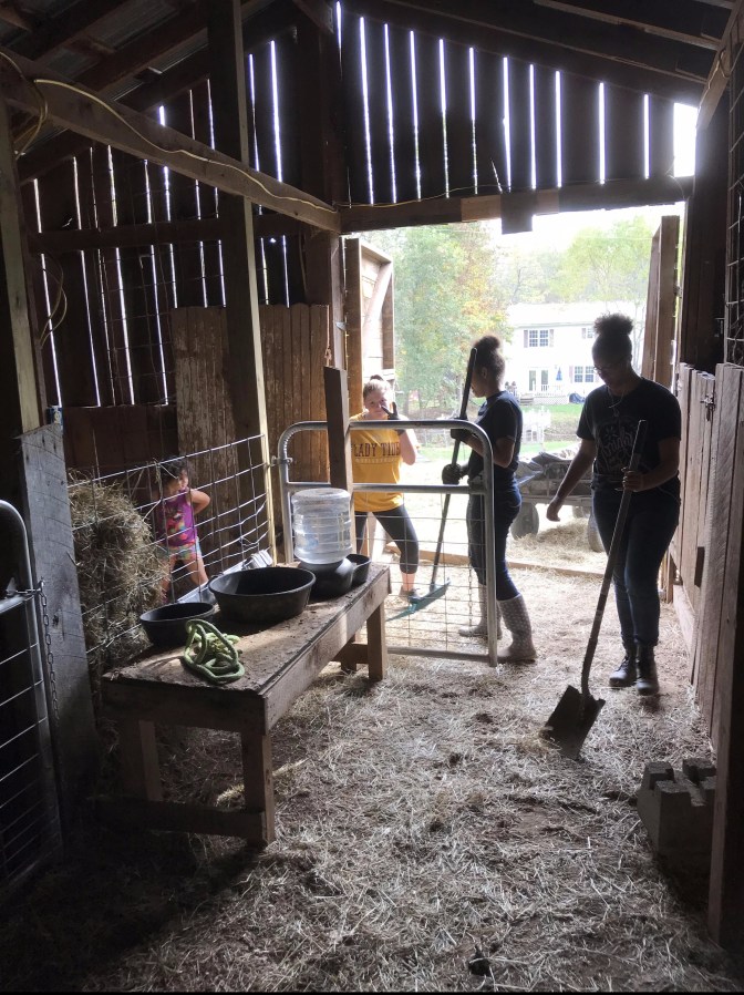 barn cleaning