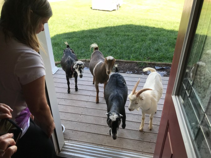 goats at andrea's door