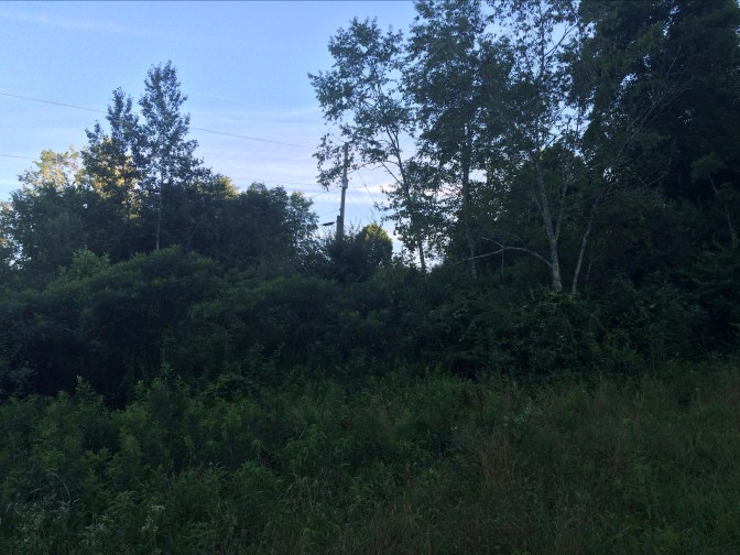 progress before power line run from garden spot