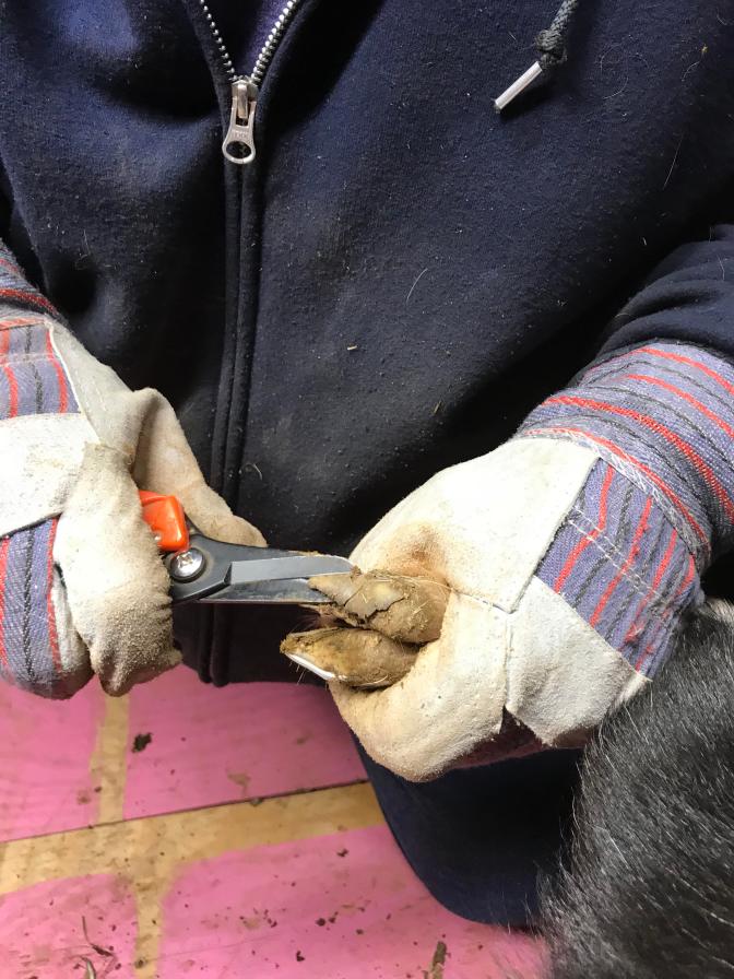 hoof trim close up