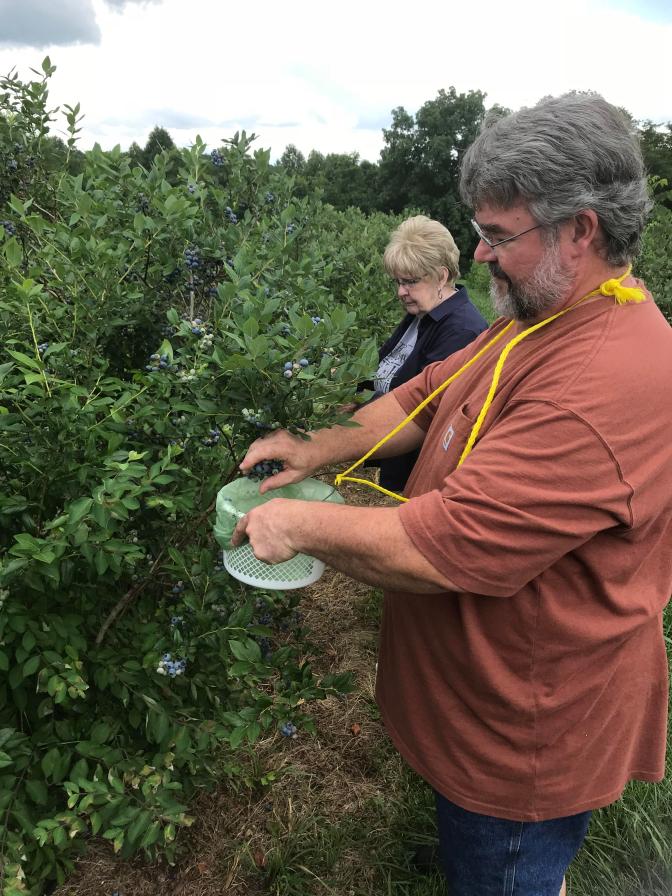 B blueberry pickin mom and jim