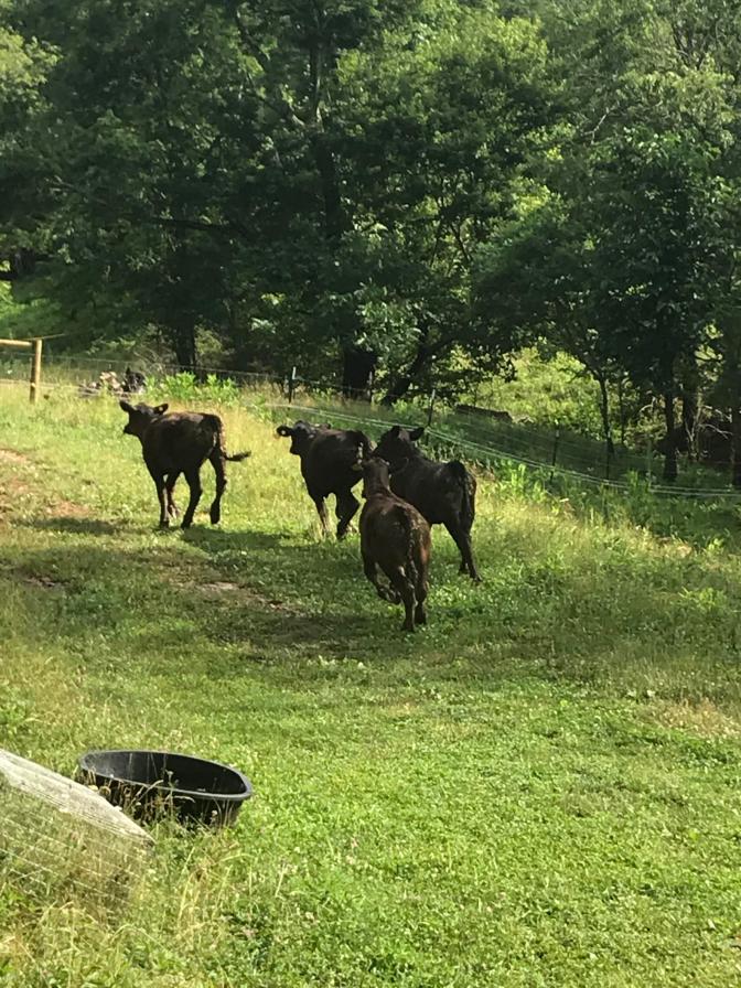 B cows running