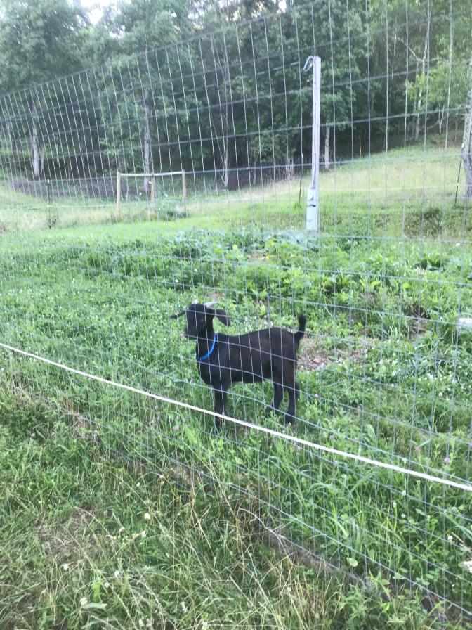 Atreyu in the garden somehow
