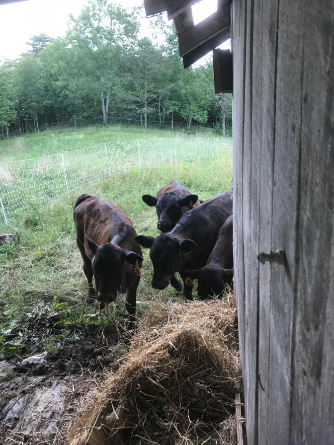 BB cows