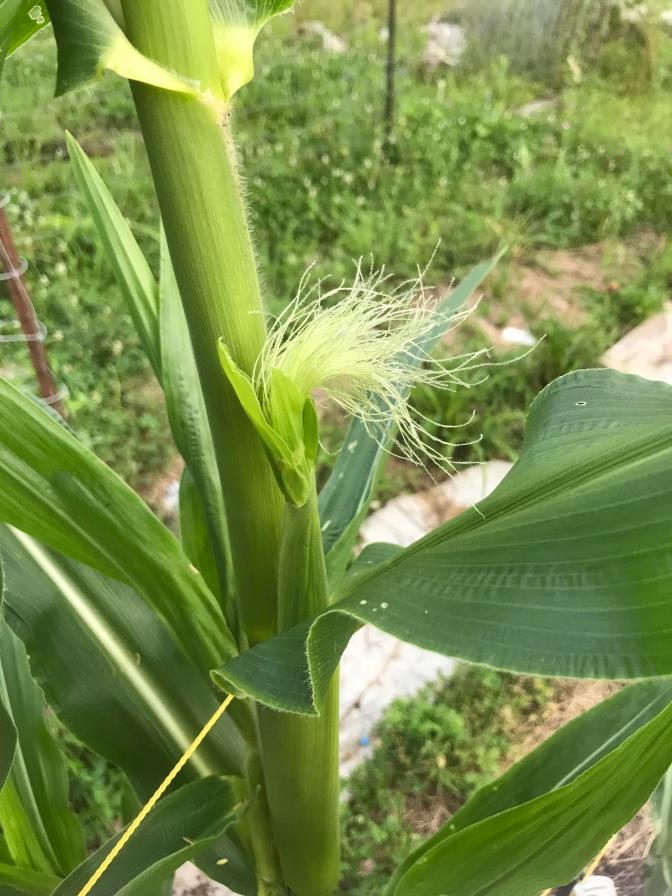 BB hope in the messy garden