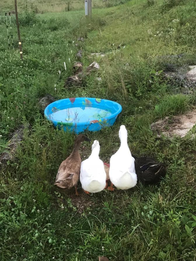 Ducks afraid of the pool