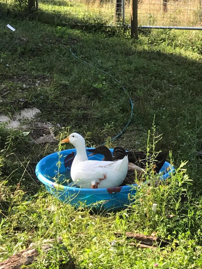 Ducks finally in the baby pool