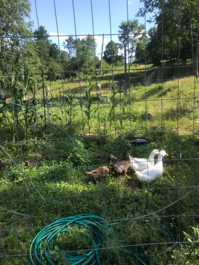 Ducks - in the garden