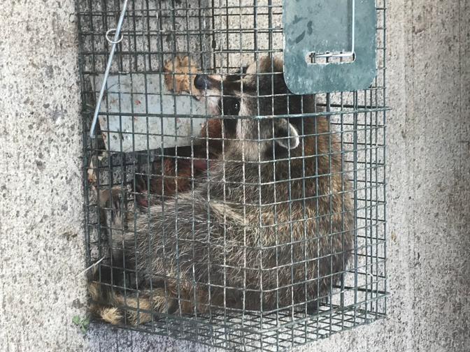 Raccoon 6