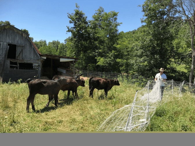 Rotational grazing cows