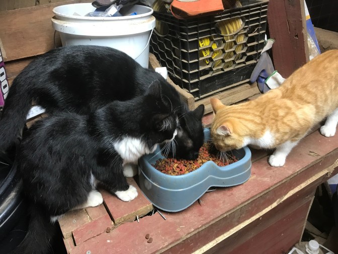 A cats.jpg