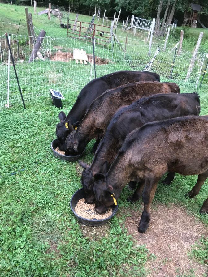 A cows