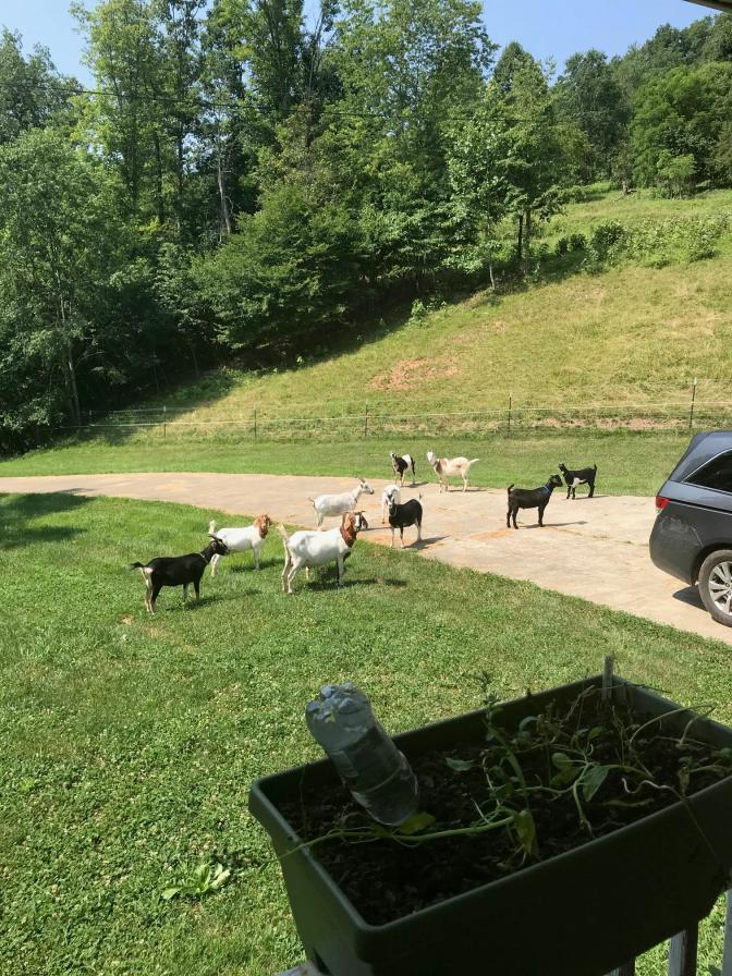 A goats in the driveway
