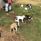 Babies, babies, and more babies!