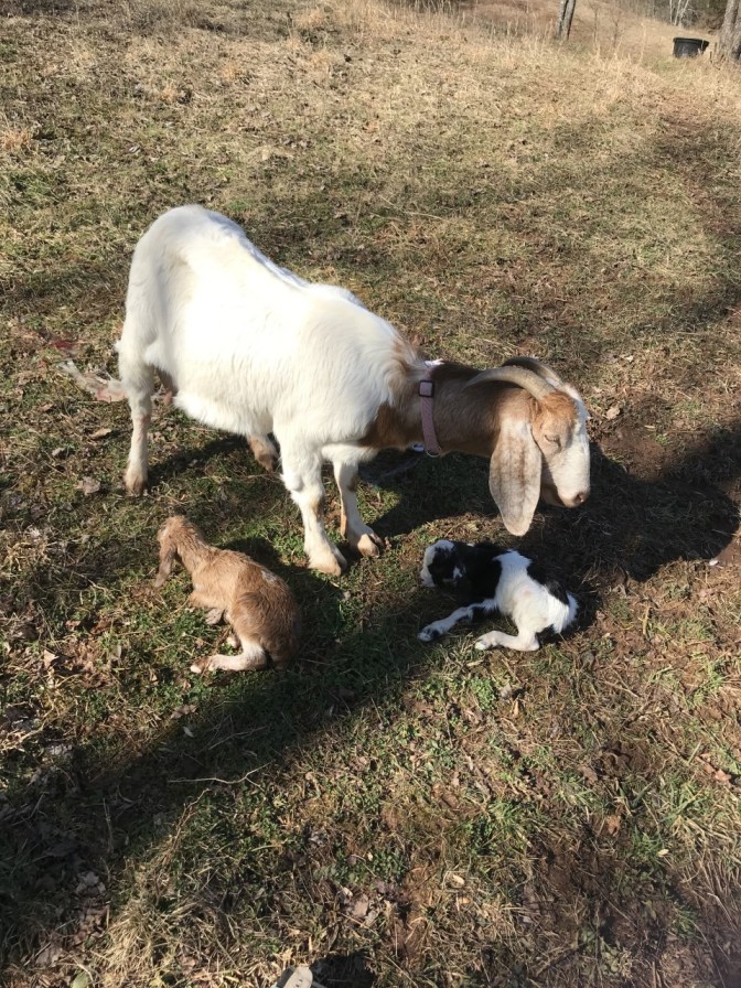 Charlie Bambi and Ferdinand