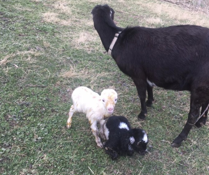 Callies babies brand new