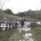 Goats and two-year-olds